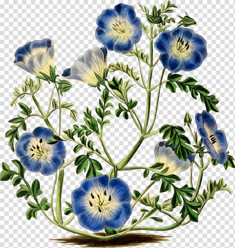 Menzies' baby blue eyes Flower Botany Botanical illustration, flower transparent background PNG clipart