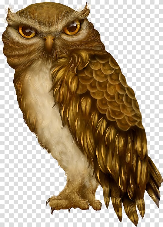 Owl Bird Beak , owl transparent background PNG clipart