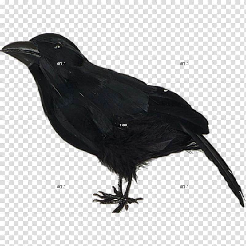 American crow Hooded crow New Caledonian crow Bird Raven, Bird transparent background PNG clipart