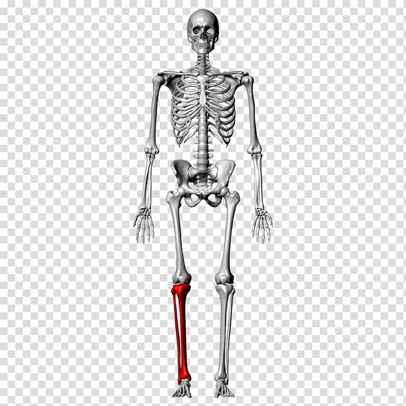 Bone Fibula Human skeleton Tibia Femur, anatomy transparent background PNG clipart