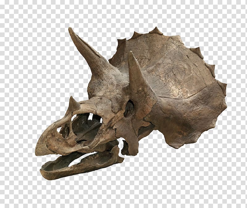 Triceratops horridus Skull Dinosaur Torosaurus Tyrannosaurus, Dinosaur Skull transparent background PNG clipart