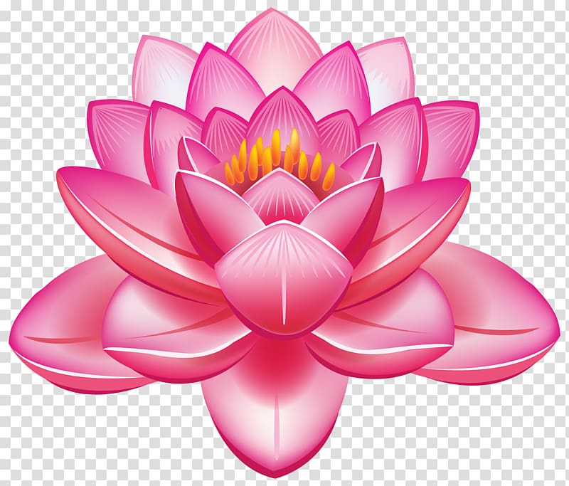 pink lotus flower , Nelumbo nucifera Flower Egyptian lotus , Lakshmi transparent background PNG clipart