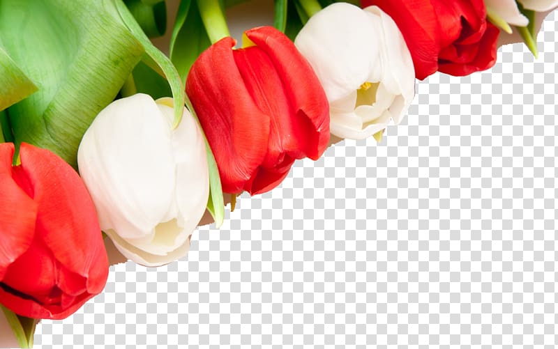 line of red and white petaled flowers, Indira Gandhi Memorial Tulip Garden Flower , Tulip Flower Background transparent background PNG clipart