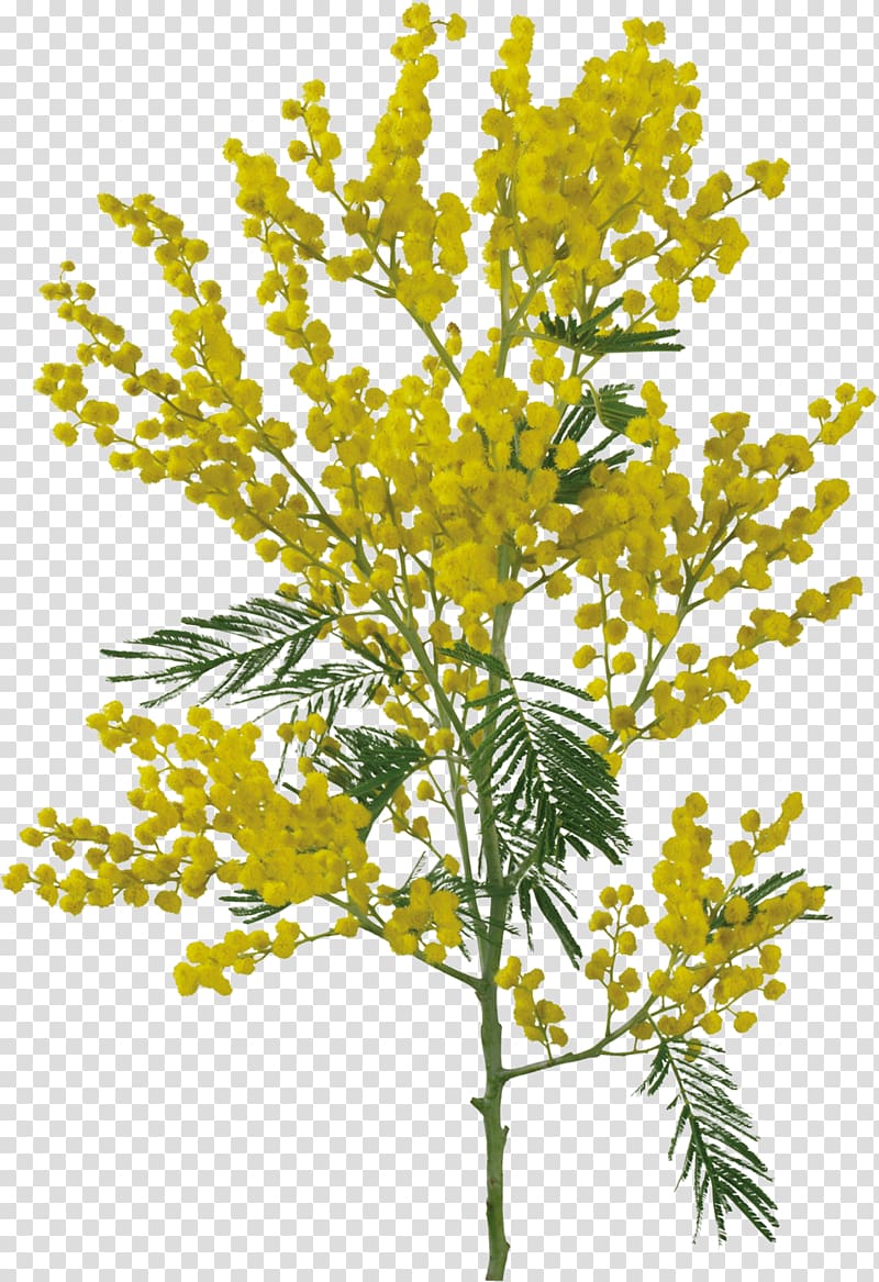 Sensitive plant Flower Acacia dealbata , mimosa transparent background PNG clipart