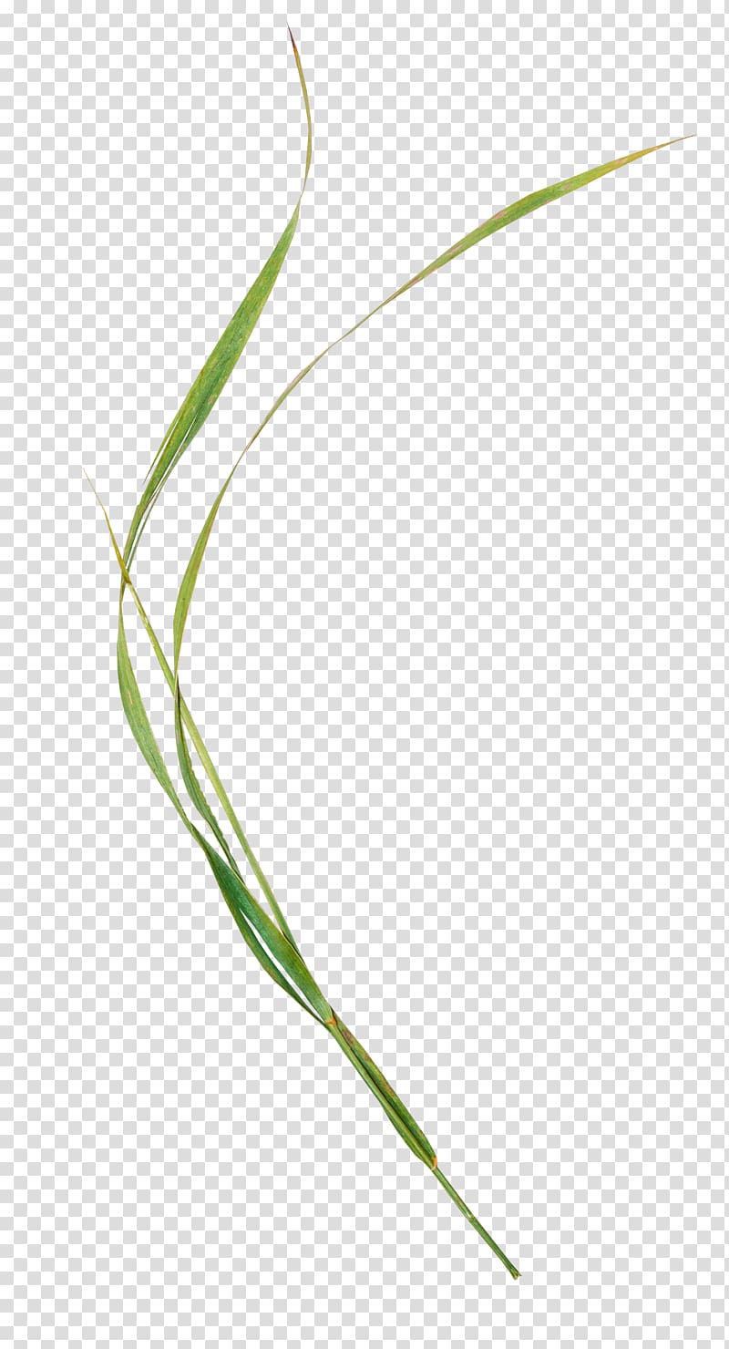 Grasses Sweet Grass Leaf Plant stem, Leaf transparent background PNG clipart