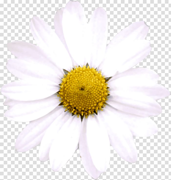 Oxeye daisy Argyranthemum frutescens Trackback Chrysanthemum Blog, others transparent background PNG clipart