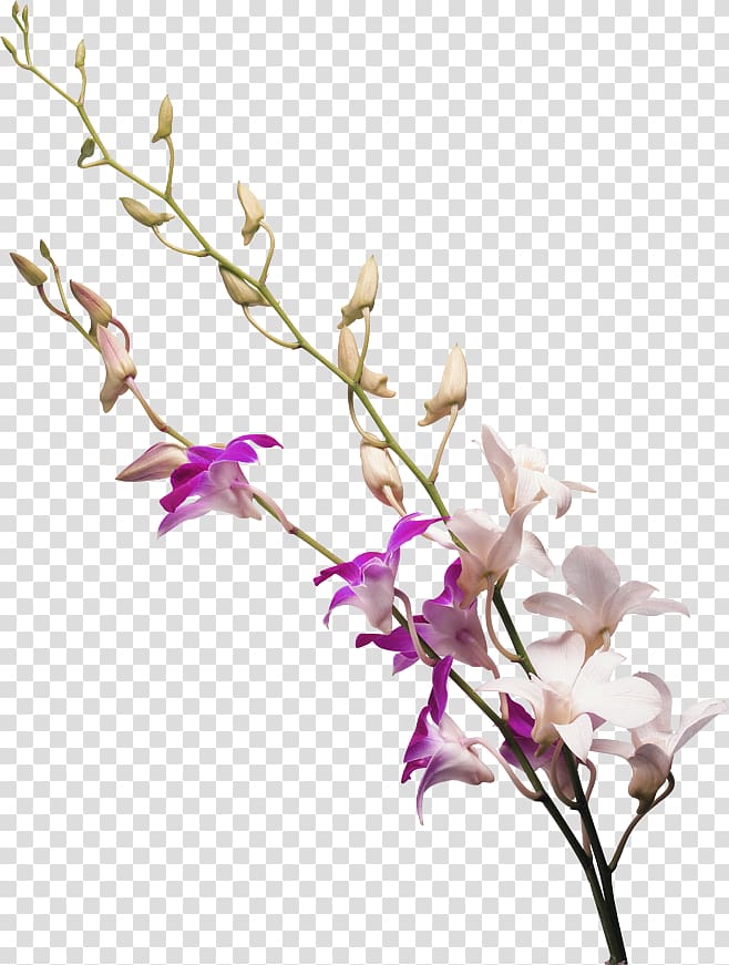 Drawing Orchids, Milk white flower transparent background PNG clipart