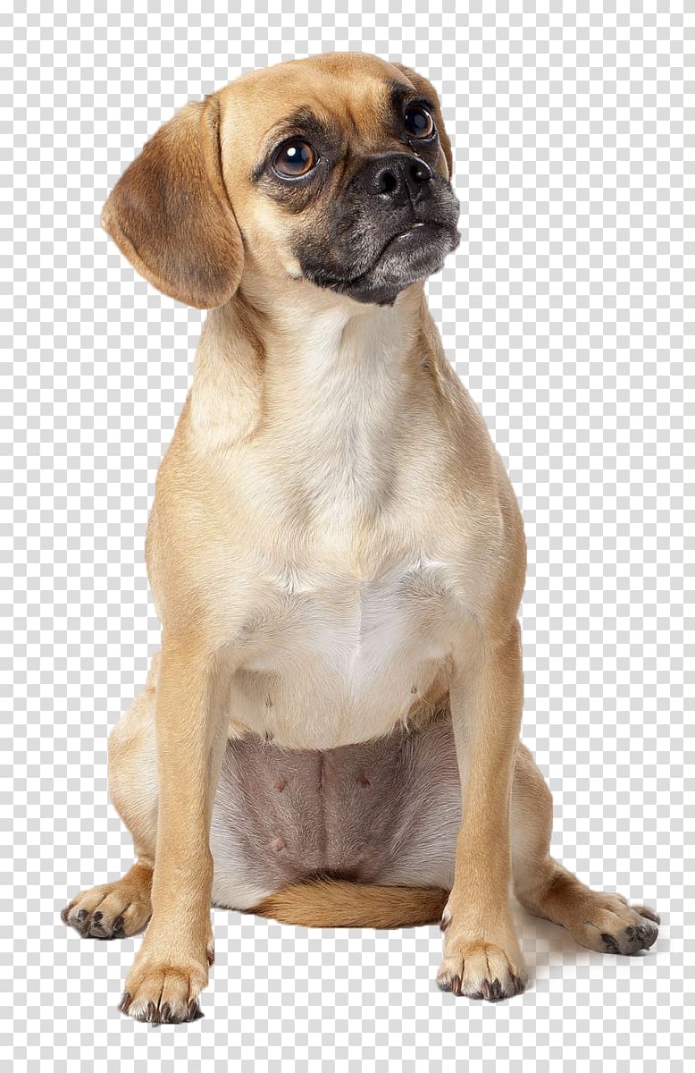 Puggle Puppy Dog breed Beagle, puppy transparent background PNG clipart