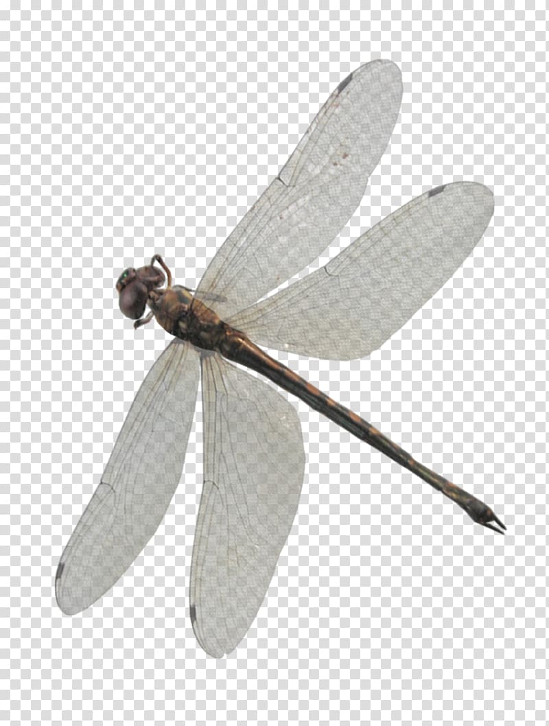 Dragonfly, Dragonfly 2 transparent background PNG clipart