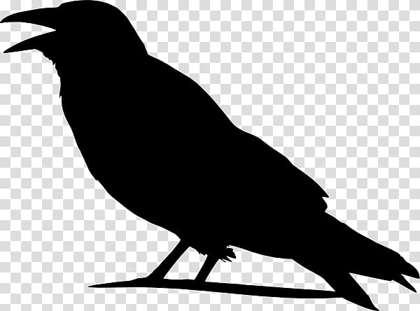 American crow , crow transparent background PNG clipart