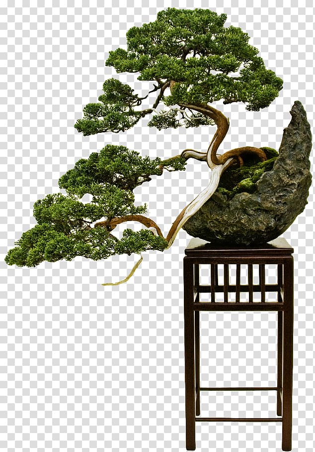 Bonsai styles The Japanese art of miniature trees and landscapes Pruning, tree transparent background PNG clipart