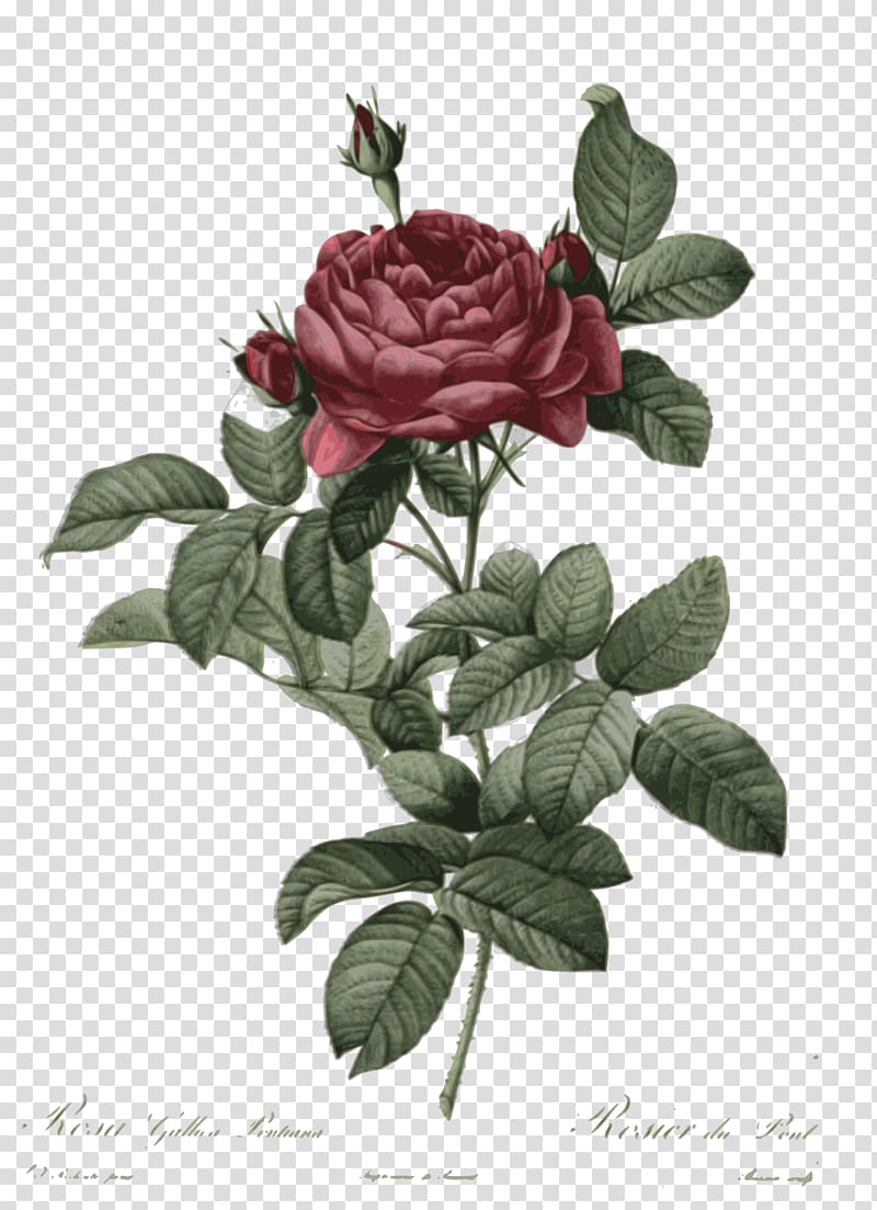 French rose Botanical illustration Botany Drawing Flower, flower transparent background PNG clipart