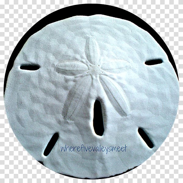 Headgear, sand dollar transparent background PNG clipart