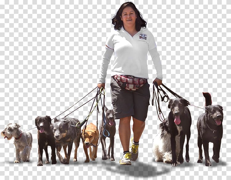 Dog breed Akita Dog walking Pet Leash, perros transparent background PNG clipart