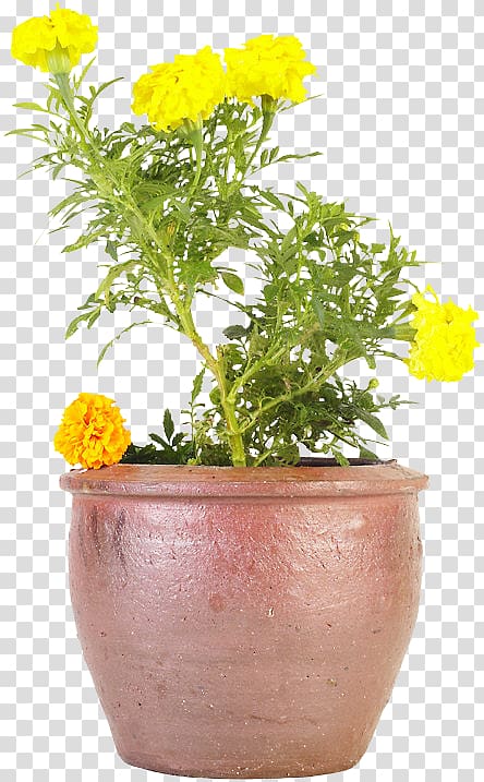 Cut flowers Chrysanthemum ×grandiflorum Flowerpot SFGate San Francisco, others transparent background PNG clipart
