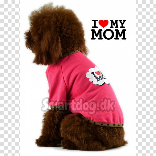 Standard Poodle Puppy Dog breed Companion dog, puppy transparent background PNG clipart