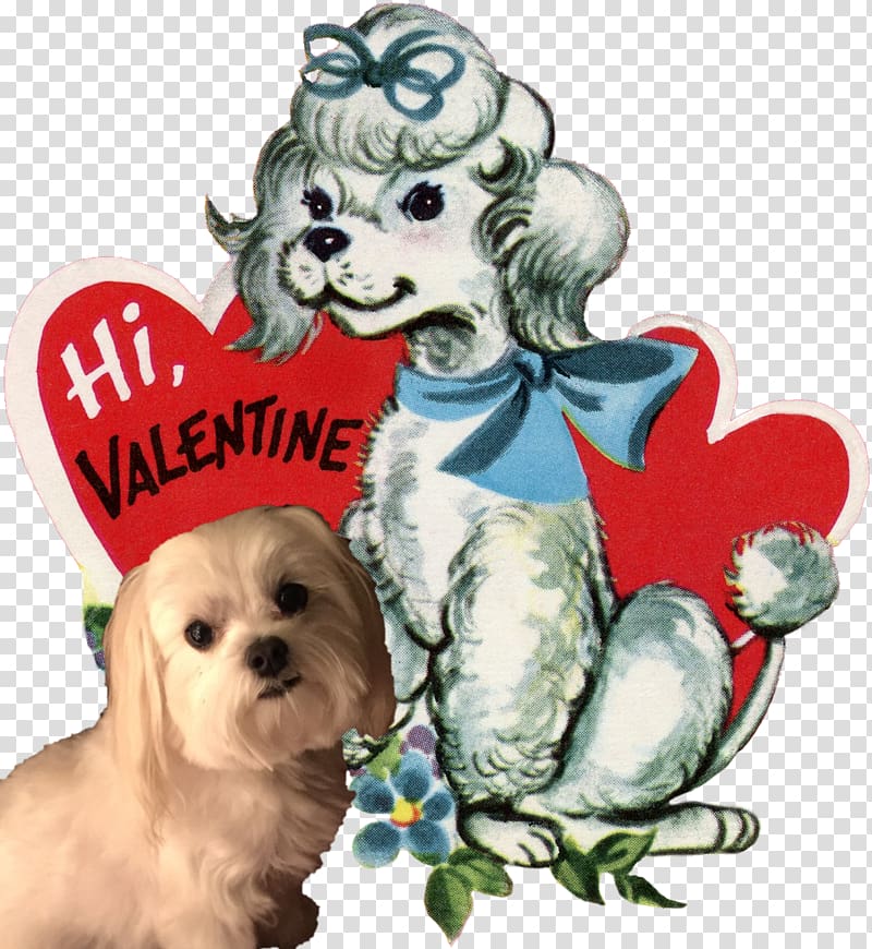 Shih Tzu Havanese dog Schnoodle Puppy Canidae, Valentines Day Party transparent background PNG clipart