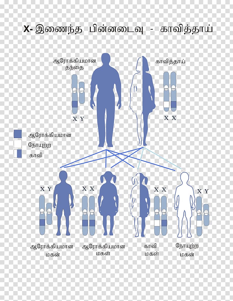 Color blindness X-linked recessive inheritance X chromosome Genetic disorder Disease, tea pattern transparent background PNG clipart