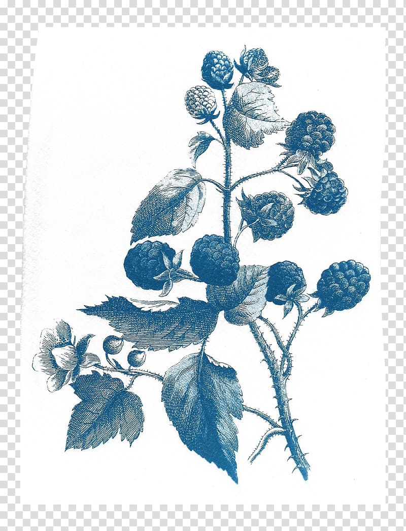Before the First Kiss Cyanotype Drawing Paper, watercolor berries transparent background PNG clipart