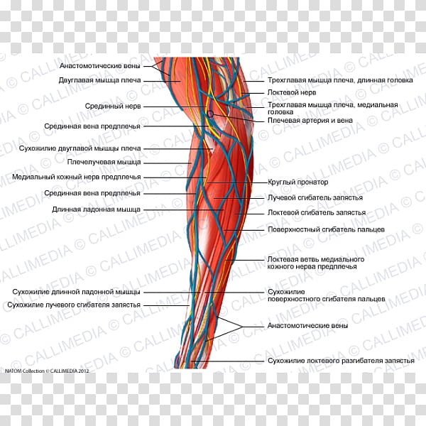 Hand Medial cutaneous nerve of forearm Muscle Medial cutaneous nerve of forearm, hand transparent background PNG clipart