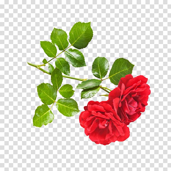 OMGRONNY Rose Thriller (Forever) Flower, rose transparent background PNG clipart