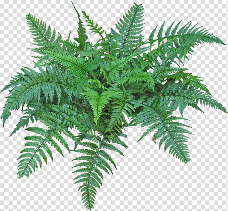 Fern Portable Network Graphics Burknar Vascular plant , tropical plants transparent background PNG clipart