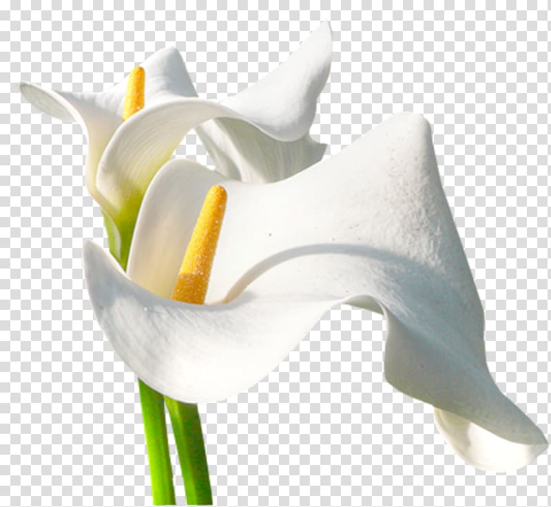 Arum-lily Flower , flower transparent background PNG clipart