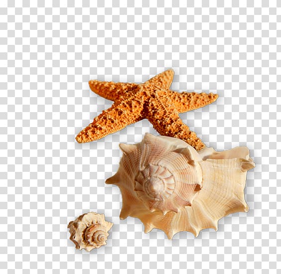 Seashell Shell beach Shore Sea snail, seashell transparent background PNG clipart