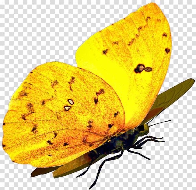 Butterfly Moth Yellow Lycaenidae, butterfly transparent background PNG clipart