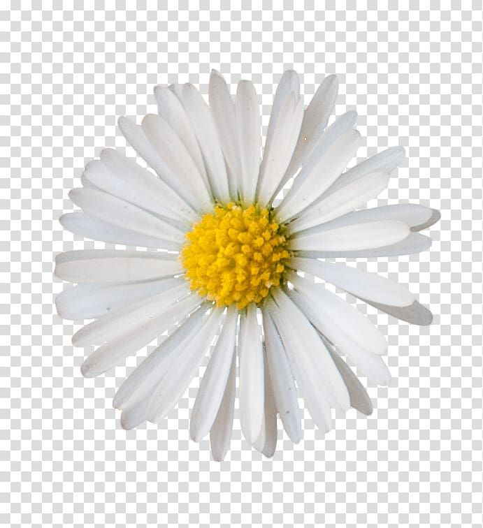 GIMP Blume Common daisy Oxeye daisy , small daisy transparent background PNG clipart