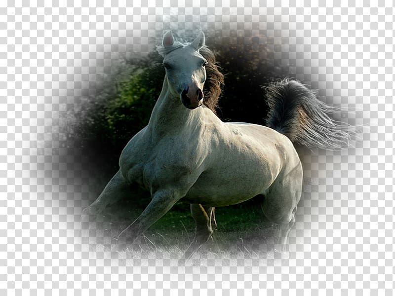 Mustang Stallion Pony Eohippus Wide XGA, mustang transparent background PNG clipart