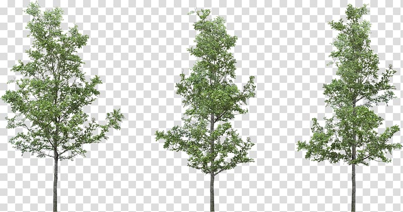 Tree Silver birch , tree transparent background PNG clipart
