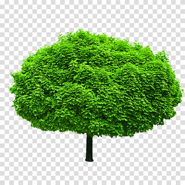 Tree Shrub Evergreen Branch, tree transparent background PNG clipart