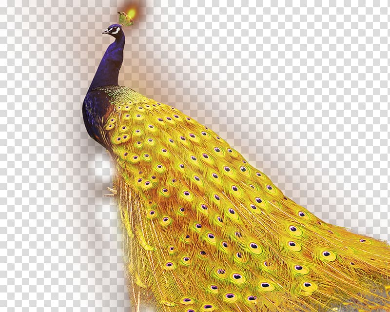 1+1=2 Golden App Android application package Peafowl, Exquisite Peacock transparent background PNG clipart