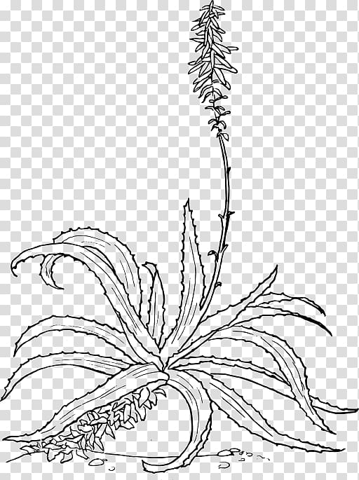 Aloe vera Drawing Botanical illustration, plant transparent background PNG clipart