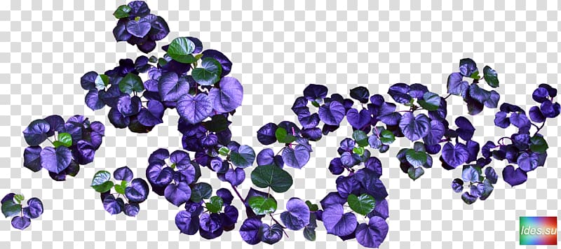 Cut flowers Violet , flower transparent background PNG clipart