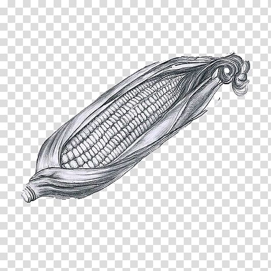 Drawing Maize painting u925bu7b46u753b, Sketch corn transparent background PNG clipart