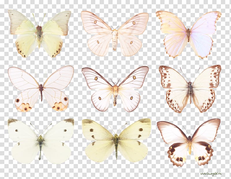 Brush-footed butterflies Pieridae Silkworm Butterfly Butterflies and moths, butterfly transparent background PNG clipart