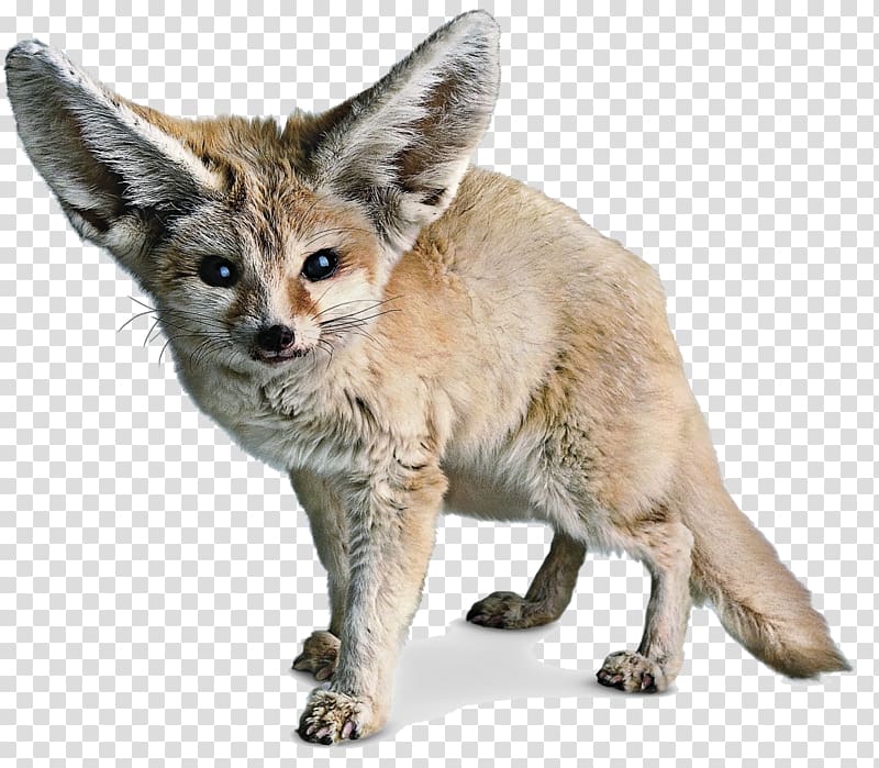 Red fox Fennec fox Sahara, Fennec Fox transparent background PNG clipart