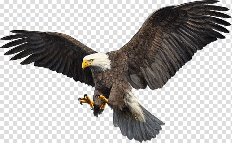 Bald Eagle Bird Hawk Par Sefid, Bird transparent background PNG clipart