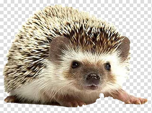 Domesticated hedgehog Pet Four-toed hedgehog Hedgehog\'s dilemma Groundhog Day, others transparent background PNG clipart