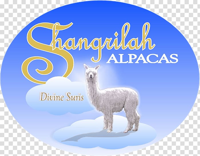 Llama Alpaca Vicuña Domestication Shangri-La Hotels and Resorts, alpacas transparent background PNG clipart