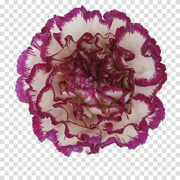 Carnation Cut flowers Pink Petal, CARNATION transparent background PNG clipart