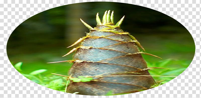 Insect, Bamboo shoot. transparent background PNG clipart