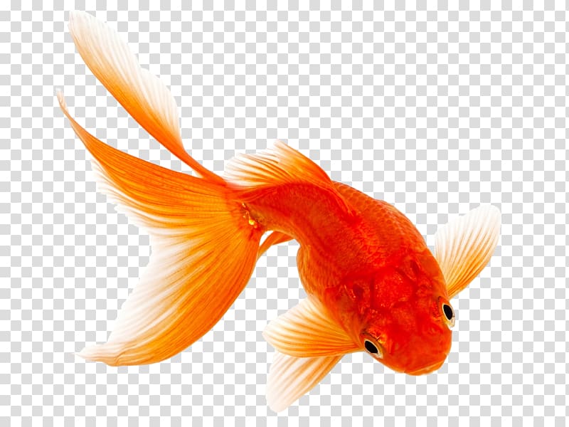Comet Fantail Siamese fighting fish Pet, goldfish transparent background PNG clipart