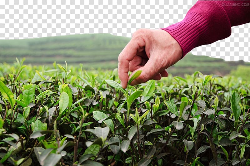 Green tea Tea garden, Tea field tea transparent background PNG clipart