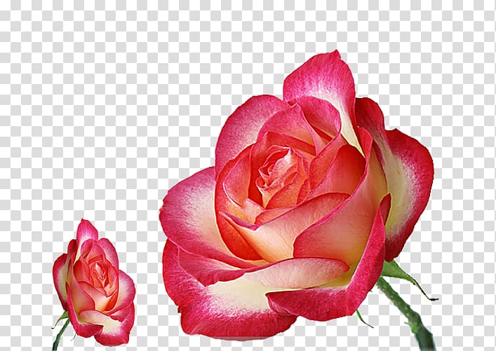 Pink Garden roses Flower, Creative rose transparent background PNG clipart