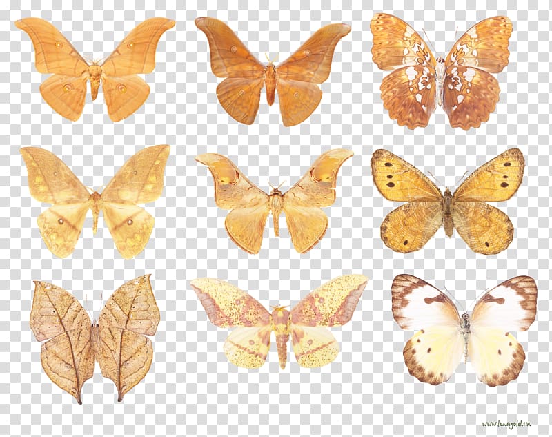 Monarch butterfly Bombycidae Nymphalidae Butterflies and moths, gold butterfly decoration transparent background PNG clipart