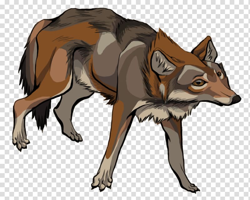 Red fox Gray wolf Coyote Jackal Red wolf, fox transparent background PNG clipart