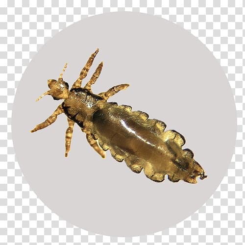 Insect Liendre Pediculosis Ectoparasite Crab louse, insect transparent background PNG clipart
